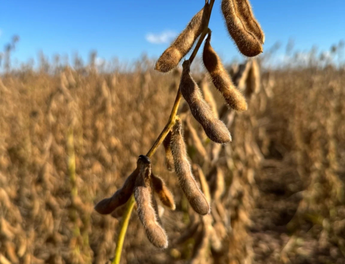 Saca: Como ficaram as cotações da soja