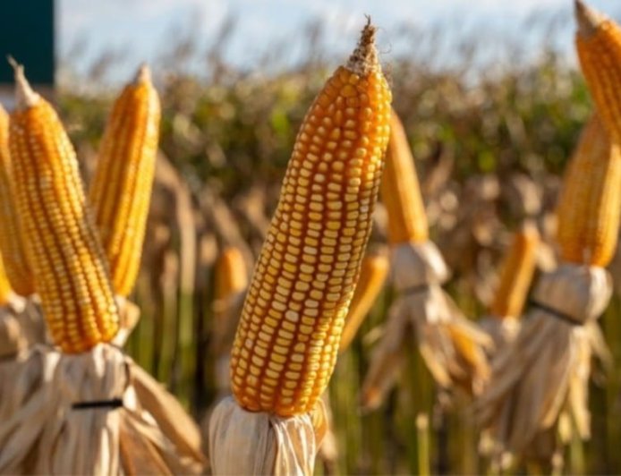 Milho saca: preços permaneceram firmes, sustentados pela oferta restrita em diversas regiões