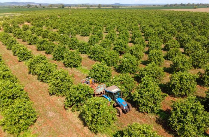 Citricultura: MS Citrus Summit vai debater nova fronteira produtiva em Três Lagoas