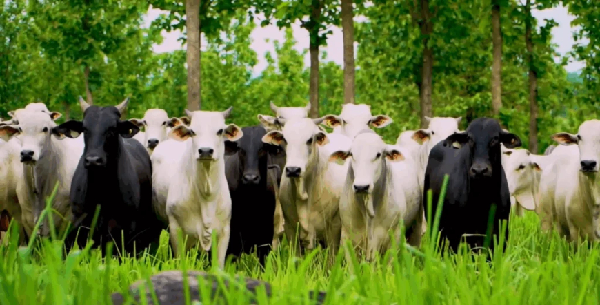 Busca por eficiência na pecuária leva produtores a repensarem o manejo de pastagens