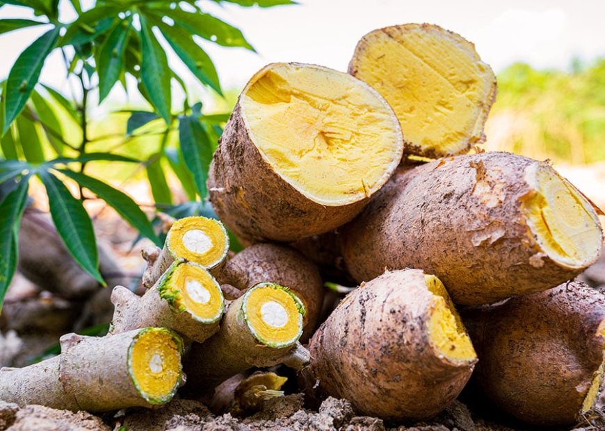 Embrapa lança nova variedade de mandioca resistente às principais doenças da cultura