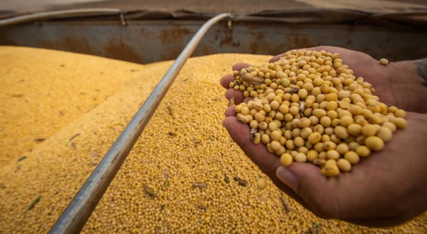 China aumenta importações de soja em novembro, mas reduz compras de carnes