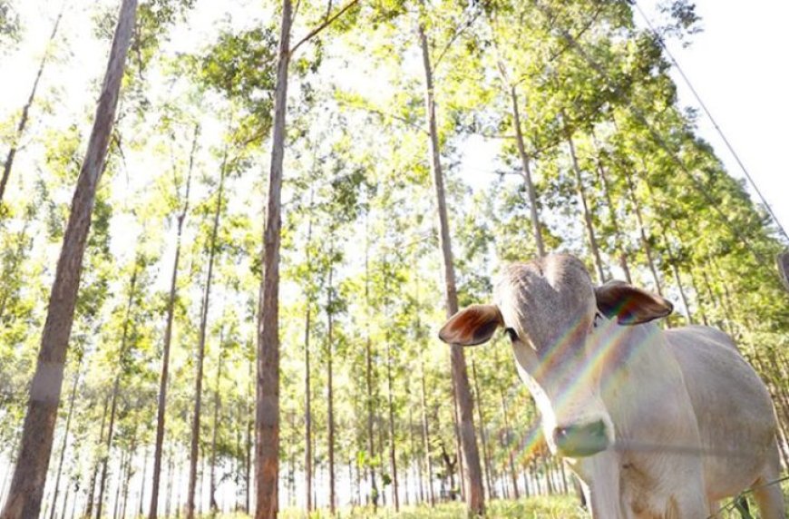 MS conduz recuperação de pastagens e se consolida como referência nacional em agropecuária sustentável
