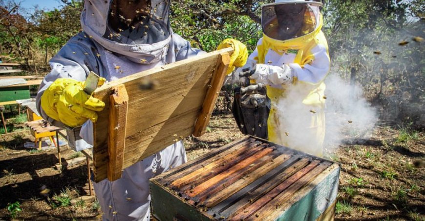 Mato Grosso do Sul: Formalização muda o perfil da apicultura familiar