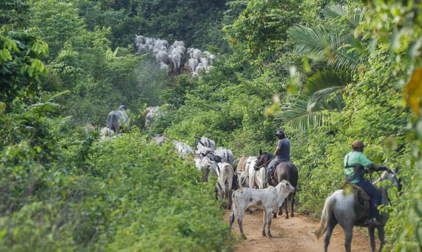 Pará: Vaqueiro contratado pelo Ibama é morto em terra indígena