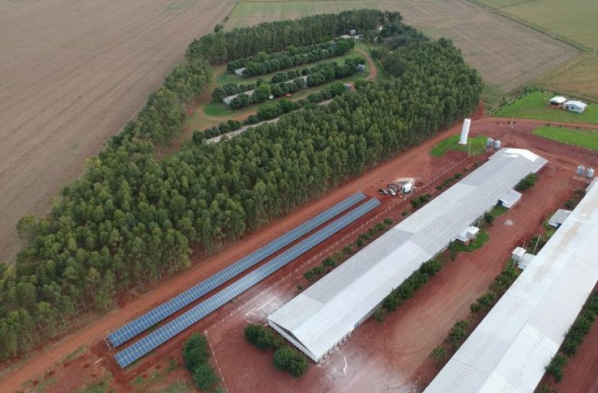 Programa Frango Vida fortalece avicultura e estimula projeto de escola avícola em Mato Grosso do Sul