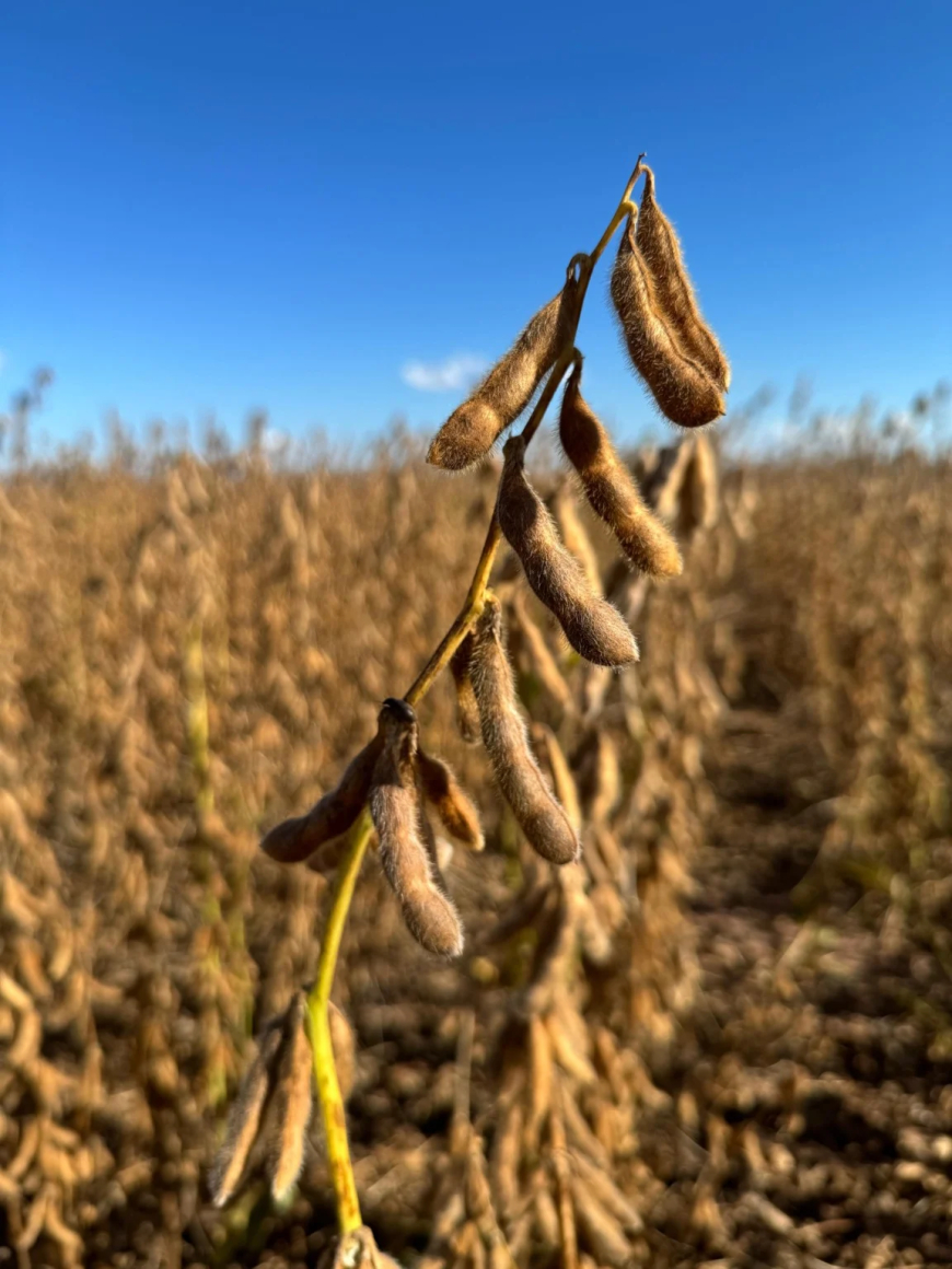 Frustra o mercado: Ritmo das compras chinesas de soja dos EUA passa a ditar preços em Chicago