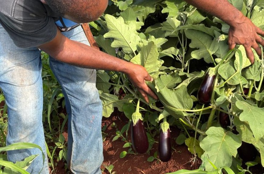 Alimentação Escolar da REE/MS impulsiona aprendizagem e fortalece agricultores familiares