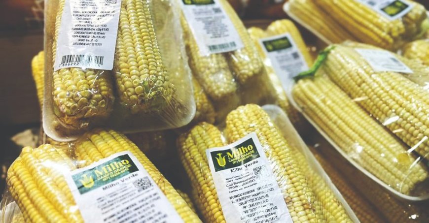 Em MS, valores são ainda menores: demanda fraca recua preços do milho em várias regiões do país