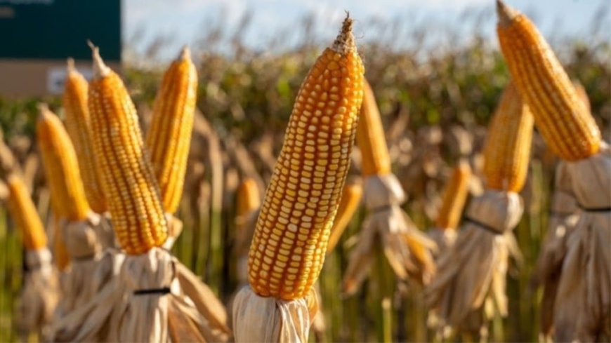 Mesmo em meio à colheita recorde: Preço do milho se mantém elevado em 2025