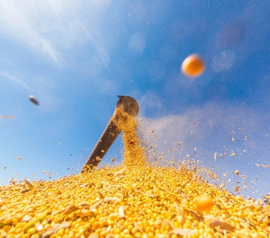 Em 2025: Oferta global recorde de soja derruba preços internos e externos