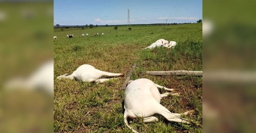 Prejuízo superior a R$ 30 mil: Queda de poste mata seis vacas em fazenda de Selvíria