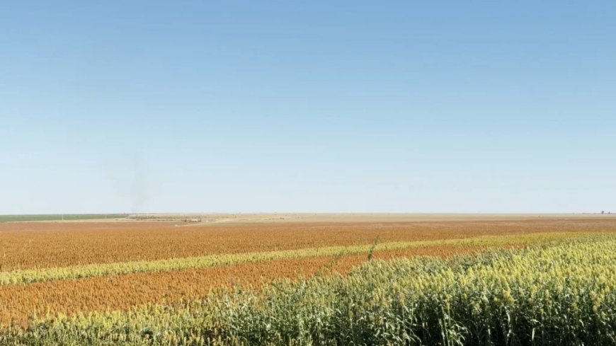 Entenda: Plantas daninhas, manejo na cultura do sorgo é estratégico para o país