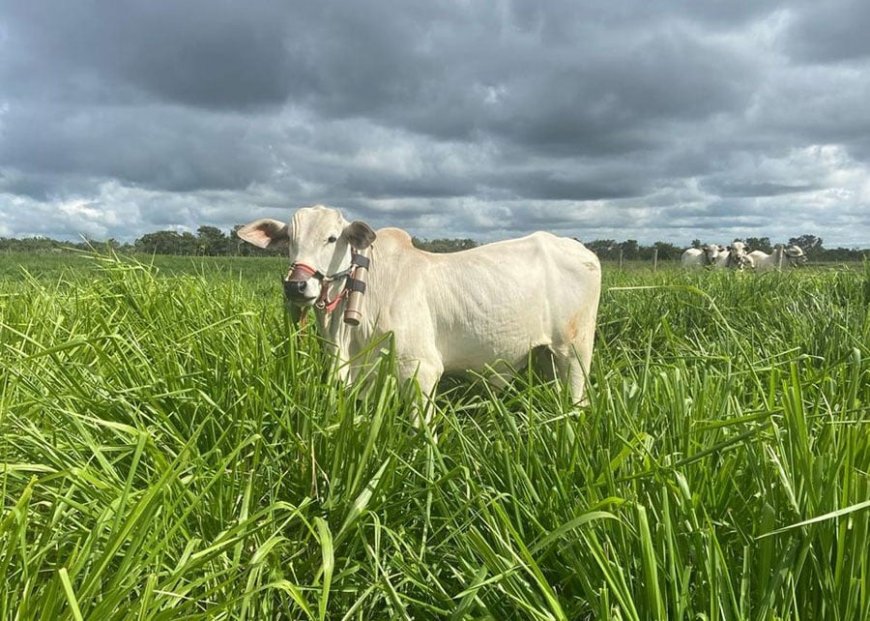 Reduzem metano: Gramíneas consorciadas com leguminosas em ILP elevam ganho de peso dos bois