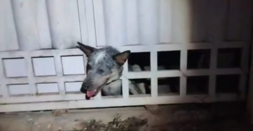 Corumbá: Cachorro é resgatado após ficar com a cabeça presa
