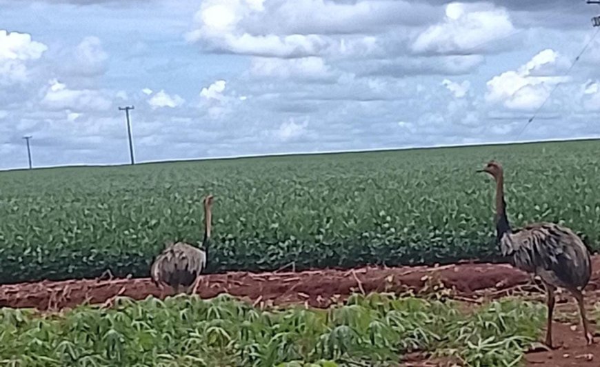 Neste domingo em MS: Calor predomina e tempestades podem ocorrem