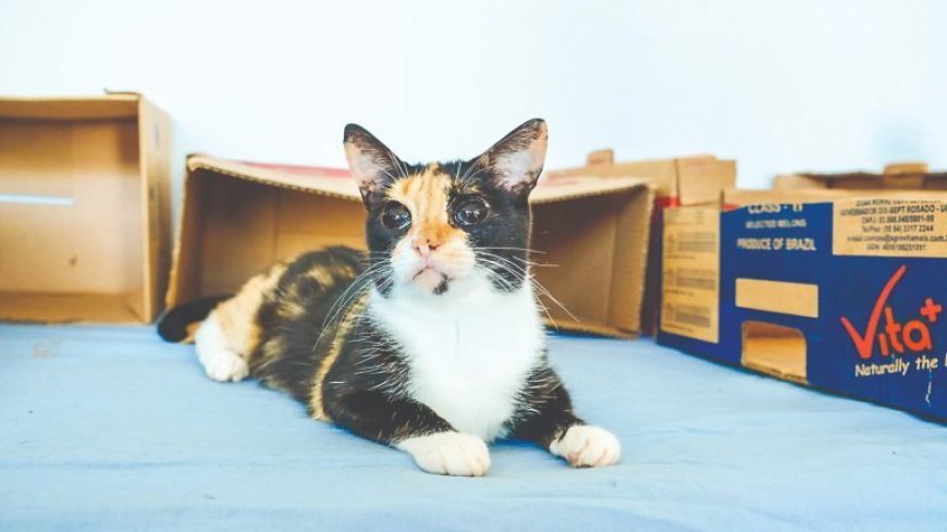 Pode evitar abandono de animais: Escolher um pet de forma consciente