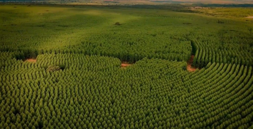 Resistência e produtividade no campo: Clones de eucalipto são testados