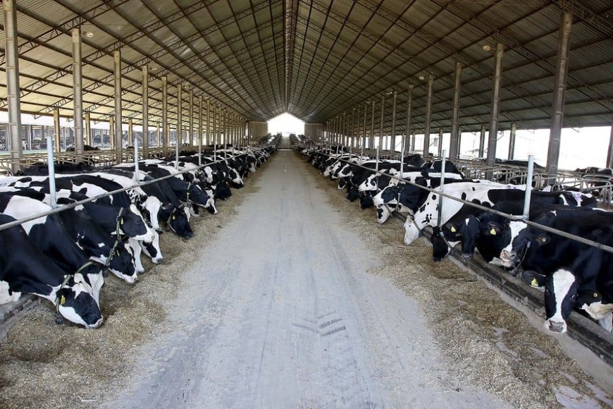 Produção de leite: Embrapa lança diretrizes para reduzir gases de efeito estufa