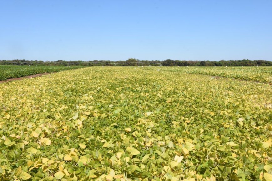 Diferentes culturas: Embrapa avança no desenvolvimento de bioinsumo multifuncional