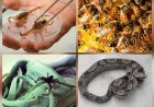 Cuidado: Além dos escorpiões, conheça outros animais peçonhentos que acendem alerta para a saúde em MS