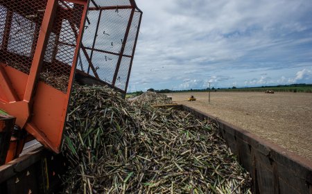 2026/27: 'Etanol está mais atrativo que o açúcar', afirma analista ao projetar safra