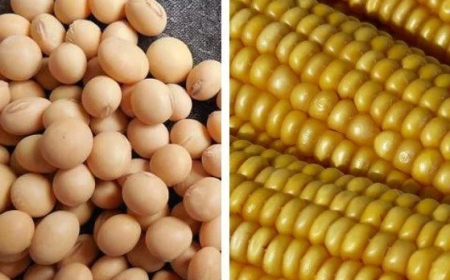 2025/26: Soja e milho, o que esperar da safra  no Brasil