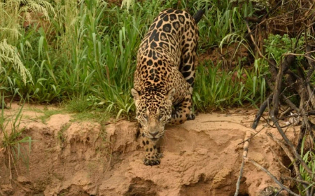 Onças-pintadas: Pesquisa inédita une câmeras e IA para contabilizar população