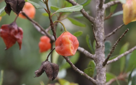 Com mudanças no microclima: Rara e pouco estudada, árvore brasileira pode desaparecer