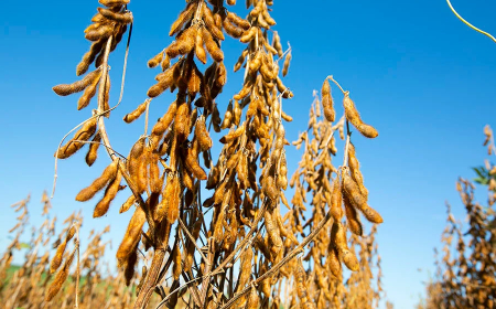 Inscreva-se! Centro Tecnológico Araguaia apresentará resultados de pesquisas aplicadas à cultura da soja