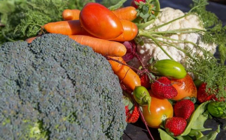 Transição ecológica: Produção orgânica avança com crédito rural e apoio técnico