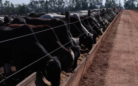 O que escolher para a pecuária? confinamento próprio ou terceirizado