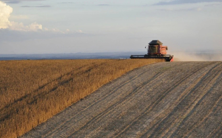 Confira: Conab divulga calendário de 2026 para levantamentos das safras e do mercado hortigranjeiro