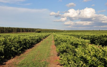 Nova fronteira agrícola: citricultura injeta R$ 2,4 bilhões e diversifica base produtiva em MS