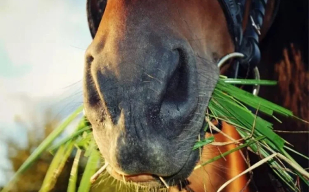 Equino: Entenda como o calor intenso pode impactar a saúde de cavalos de alto rendimento