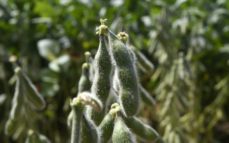 Iagro alerta: quase 1 milhão de hectares de soja ainda não foram cadastrados em MS, e prazo se aproxima do fim