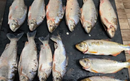 Em 2025: Mais de 1,5 toneladas de peixe foram apreendidas no Estado durante ações ambientais
