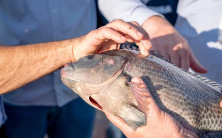 Legislação: Paraguai sanciona lei ambiental que abre caminho para cultivo de tilápia em Itaipu