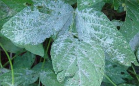 Lavoura: Quais as principais doenças da soja? Embrapa aponta e dá dicas, da atenção ao manejo