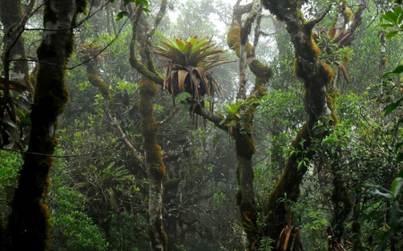 Fértil: Bromélias ajudam a fertilizar a Mata Atlântica e explicam árvores gigantes em solo pobre
