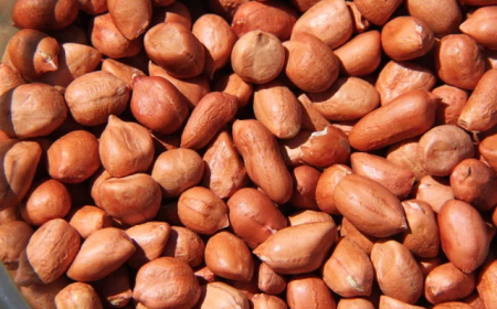 Cultivar: Embrapa lança guia para fortalecer a produção de amendoim no Brasil