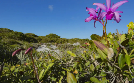 Brasil: Inpe confirma redução de desmatamento na maioria dos biomas em 2024