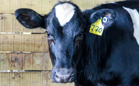 Veja até quando vai a campanha: Brucelose, SP começa vacinação contra doença