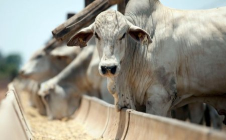 Confira: Brasil ainda tem perdas por abscessos e resíduos de medicamentos na carne; o pode ser feito?