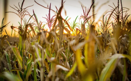 Plano Safra 2025/2026: desembolso cai 15,6% no 1º semestre, a R$ 186,1 bilhões