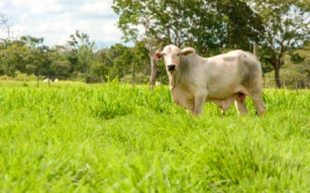 Manejo: Nova cultivar de capim forrageiro amplia produtividade e reforça a sustentabilidade da pecuária