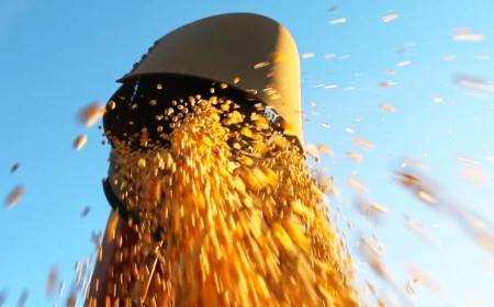 Veja os destaques para soja, milho e trigo: Relatório do USDA surpreendeu o mercado