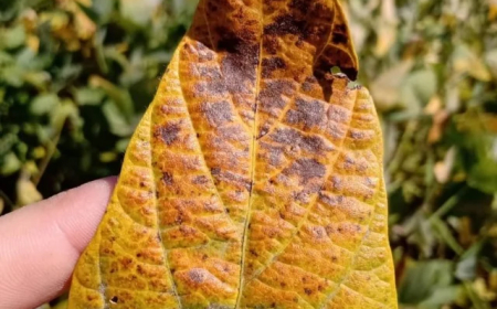 Cultivar: Doença silenciosa pode reduzir produtividade da soja em até 20%