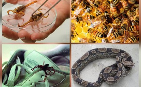 Cuidado: Além dos escorpiões, conheça outros animais peçonhentos que acendem alerta para a saúde em MS