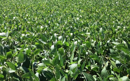 Cotações reagem no fechamento de mercado de hoje; confira os preços do dia